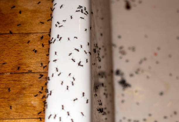 Best Termite Control Services  in Midvale, UT