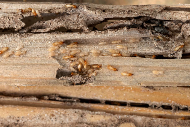 Best Pest Inspection Near Me  in Midvale, UT